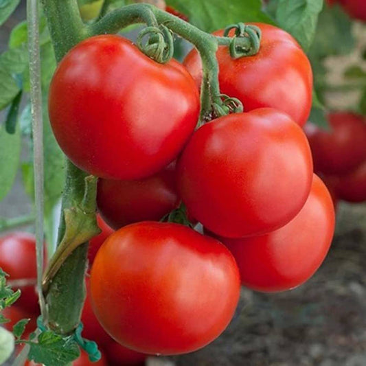Arka Samrat Hybrid Tomato 50 Seeds