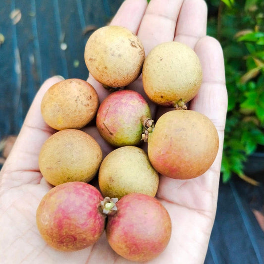 Ping Pong Longan Fruit Plant