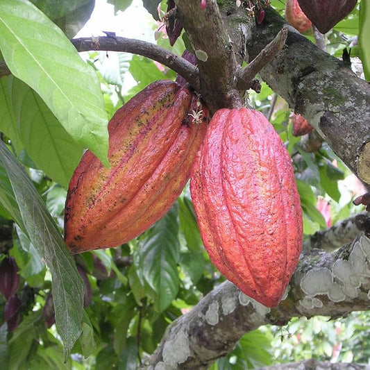 Red Cocoa Chocolate Fruit Plant