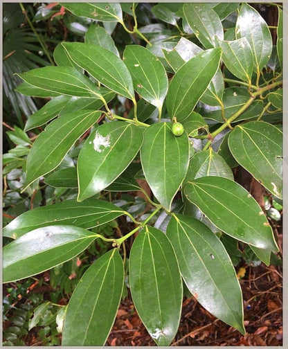 Cinnamon Cinnamomum verum Spice Plant