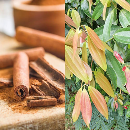 Cinnamon Cinnamomum verum Spice Plant