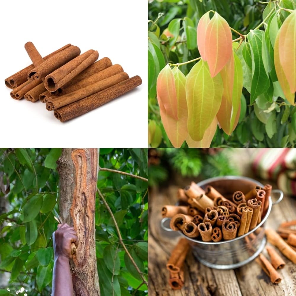 Cinnamon Cinnamomum verum Spice Plant