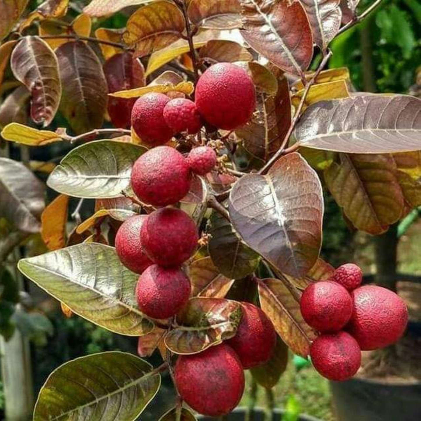 Ruby Longan Fruit Plant