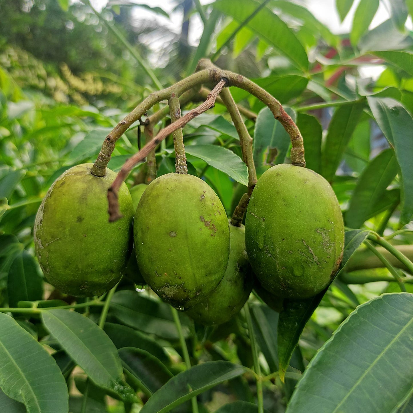 Indian Hog Plum Fruit Plant