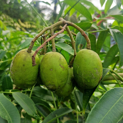 Indian Hog Plum Fruit Plant