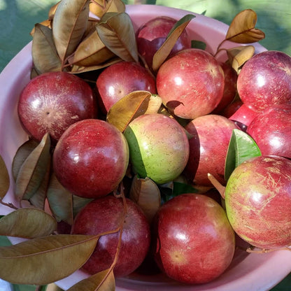 Red Star Apple Milk Fruit Plant