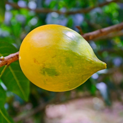 Nipple Abiu Fruit Plant