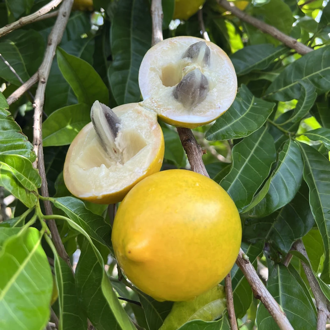 Nipple Abiu Fruit Plant