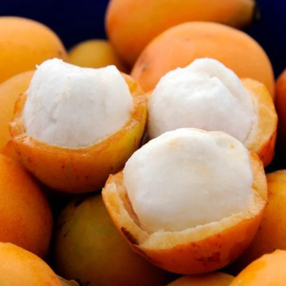 Achachairu Fruit Plant