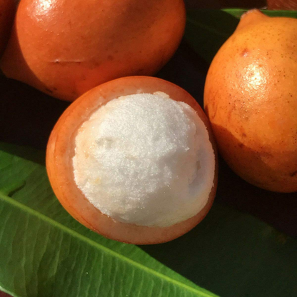 Achachairu Fruit Plant