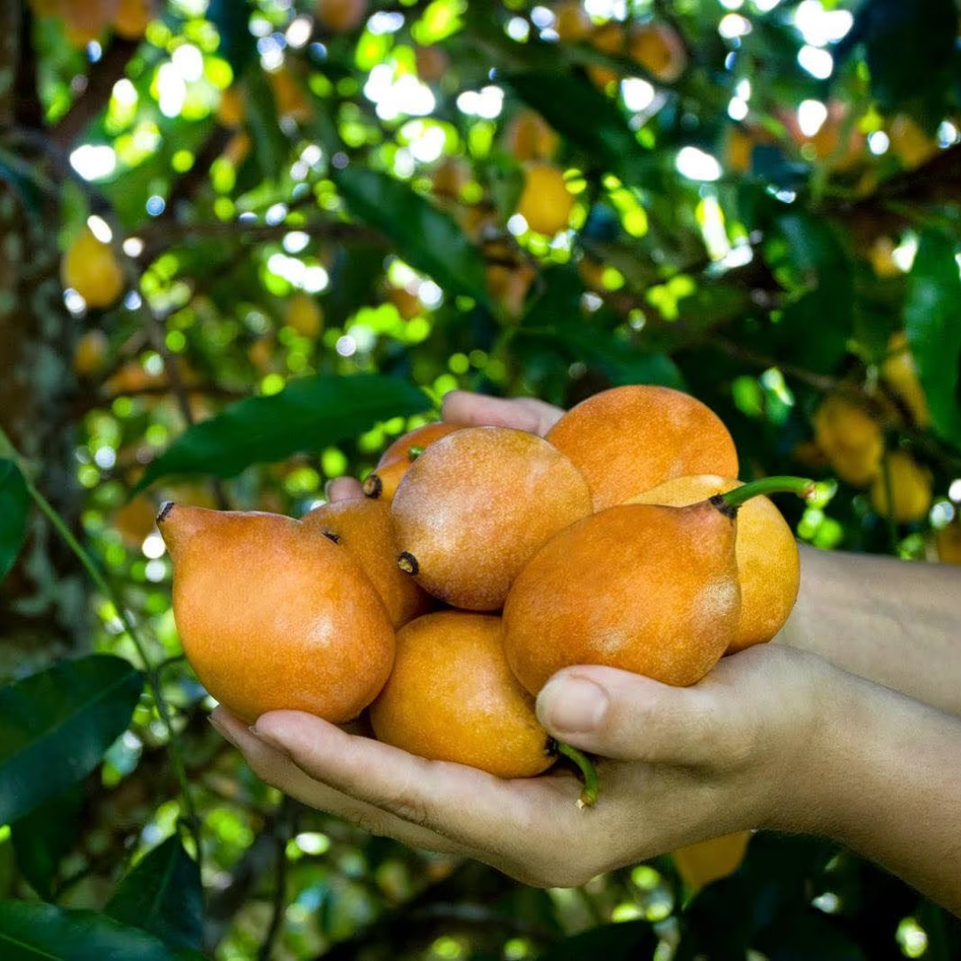 Achachairu Fruit Plant