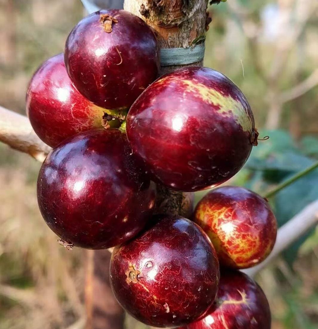 Acu Paulista Jaboticaba Fruit Plant