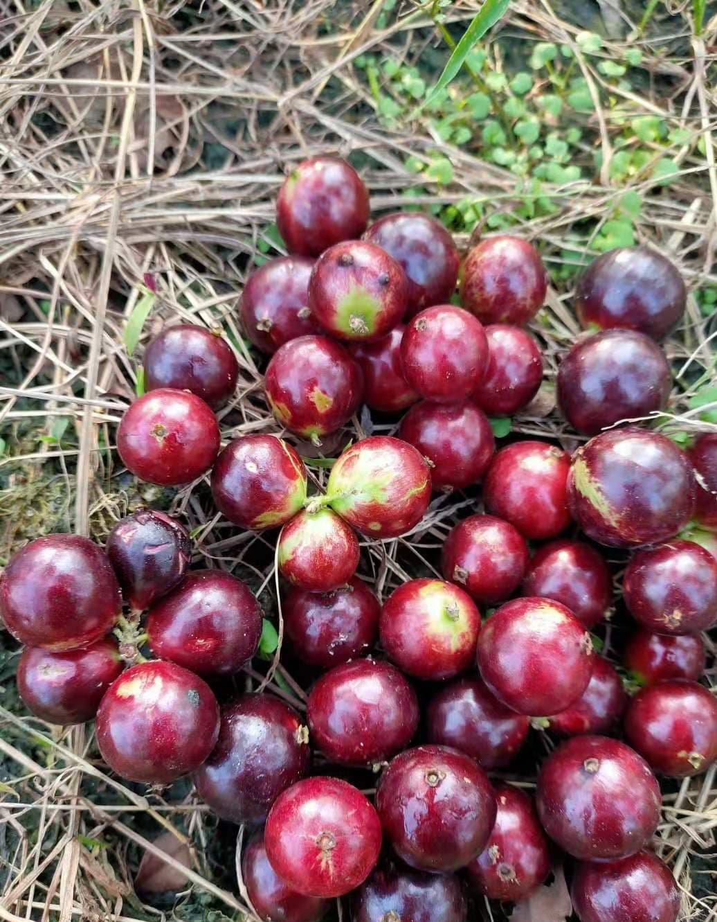 Acu Paulista Jaboticaba Fruit Plant