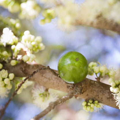 Green Crystal Jaboticaba Fruit Plant