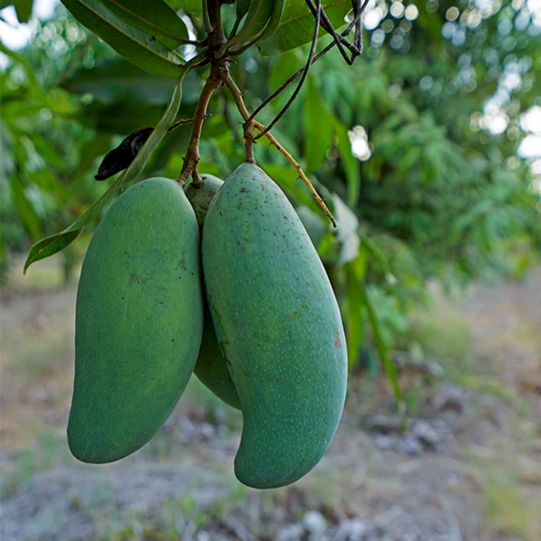 Thailand All Season Mango Fruit Plant – BeauFlora