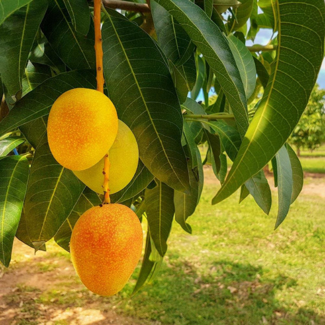 Alphonso Ratnagiri Mango Fruit Plant