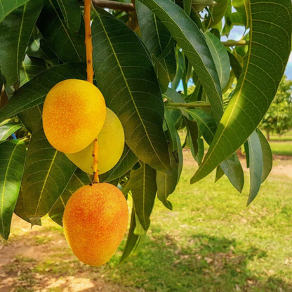 Alphonso Ratnagiri Mango Fruit Plant