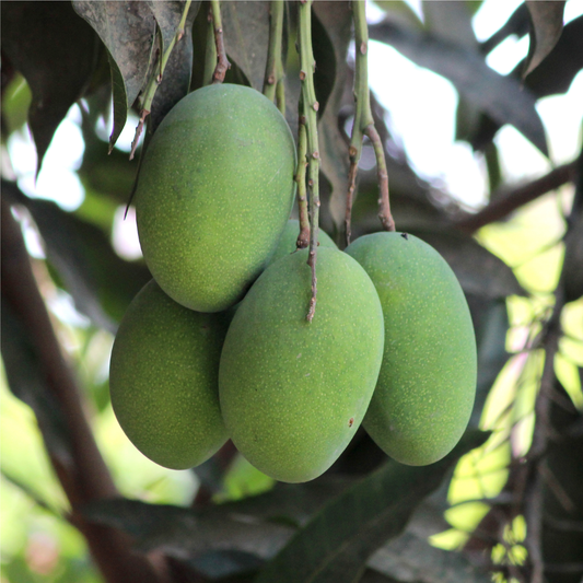 Amrapali Mango Fruit Plant