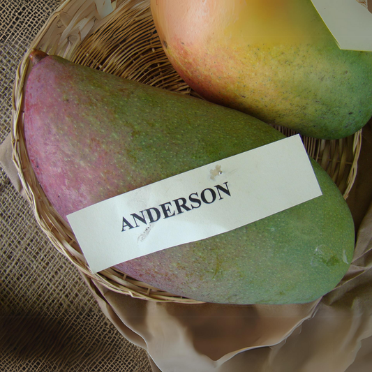 Anderson Mango Fruit Plant