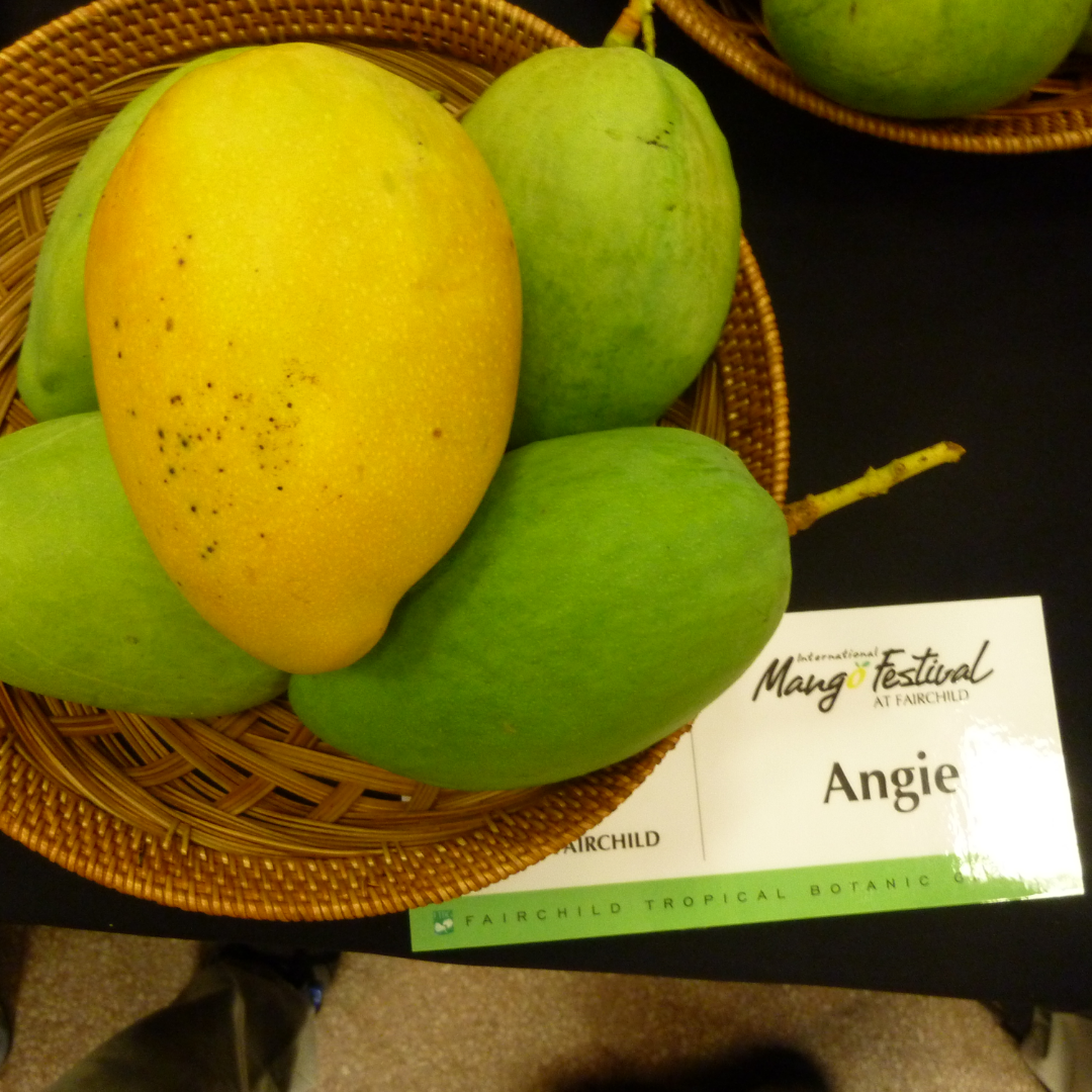 Angie Mango Fruit Plant