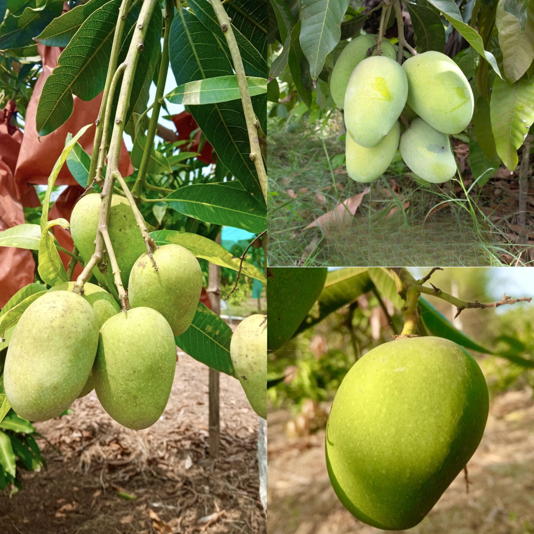 Anwar Ratol Mango Fruit Plant – BeauFlora