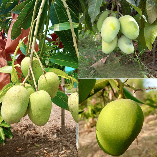 Anwar Ratol Mango Fruit Plant