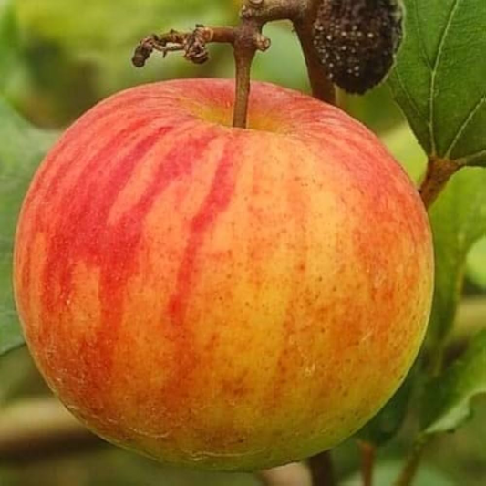Ball Sundari Apple Ber Jujube Fruit Plant