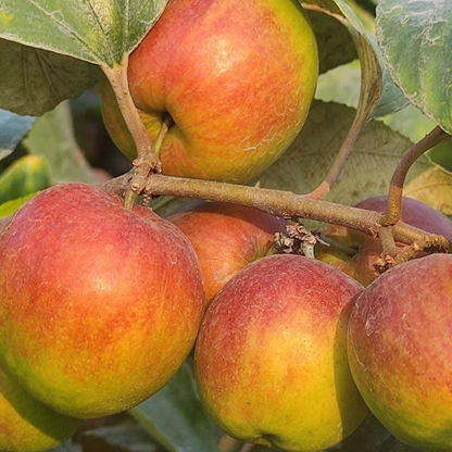 Ball Sundari Apple Ber Jujube Fruit Plant