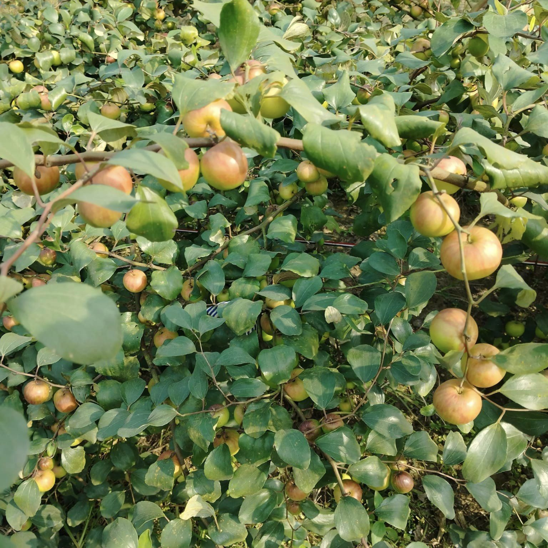 Ball Sundari Apple Ber Jujube Fruit Plant