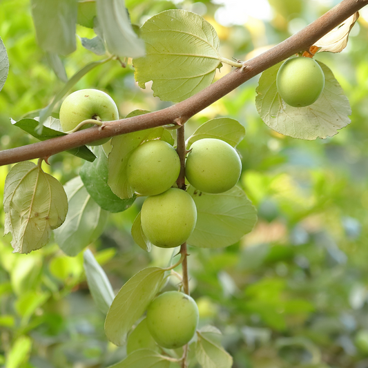 Green Apple Ber Jujube Fruit Plant