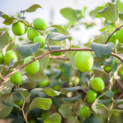 Green Apple Ber Jujube Fruit Plant