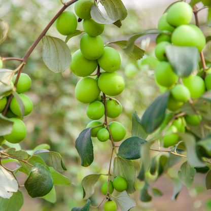 Green Seedless Apple Ber Jujube Fruit Plant