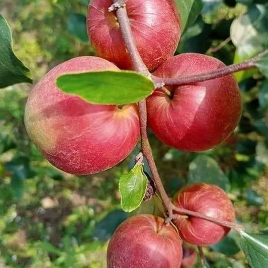 Kashmiri Apple Ber Jujube Fruit Plant