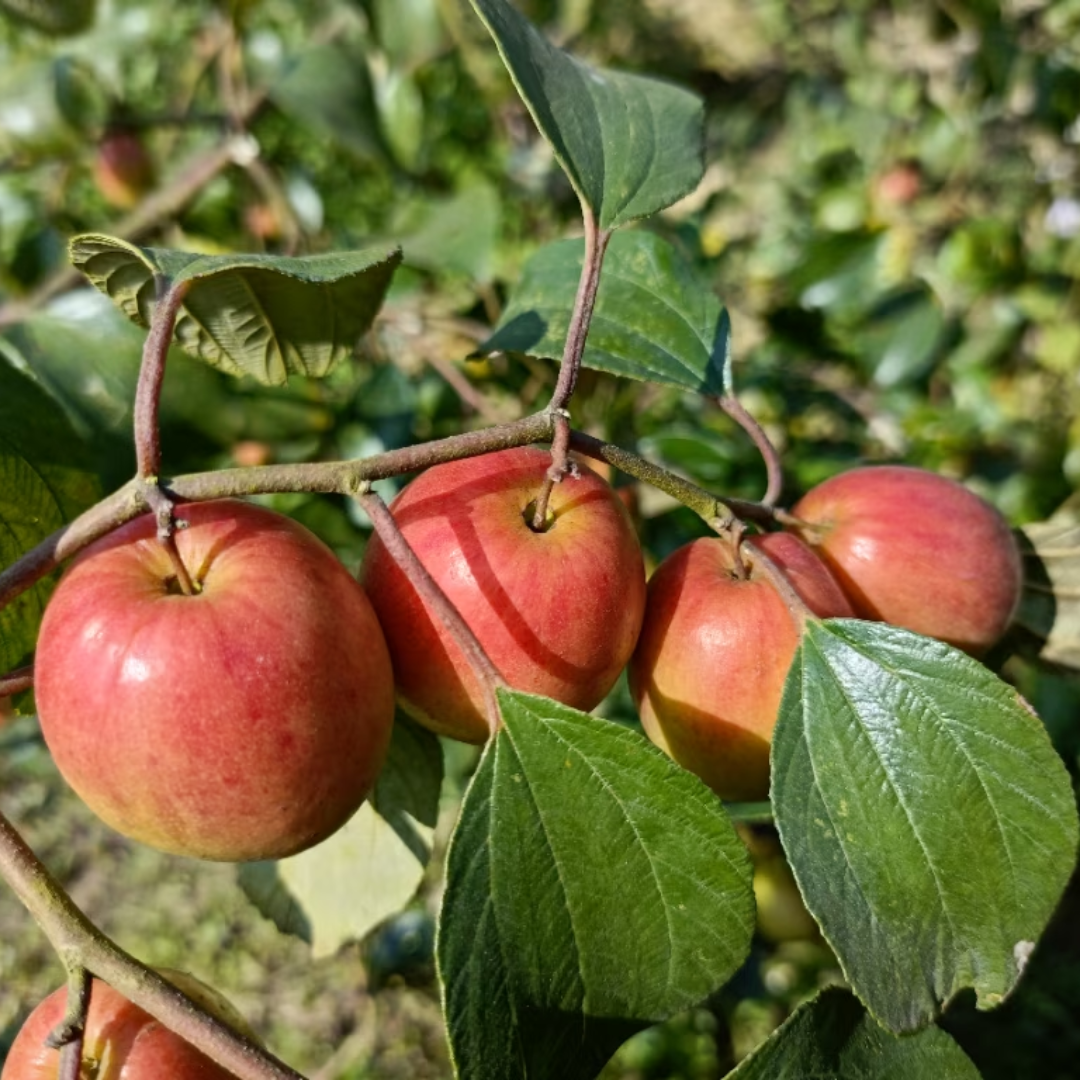 Kashmiri Apple Ber Jujube Fruit Plant