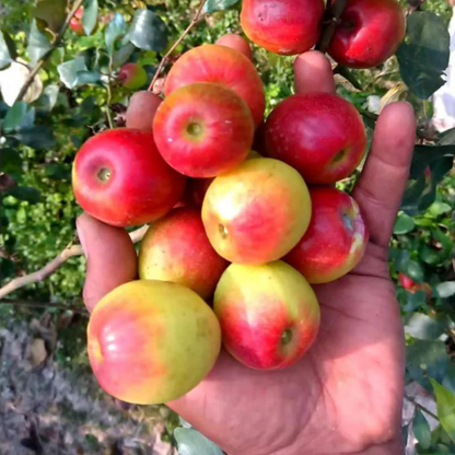 Kashmiri Apple Ber Jujube Fruit Plant