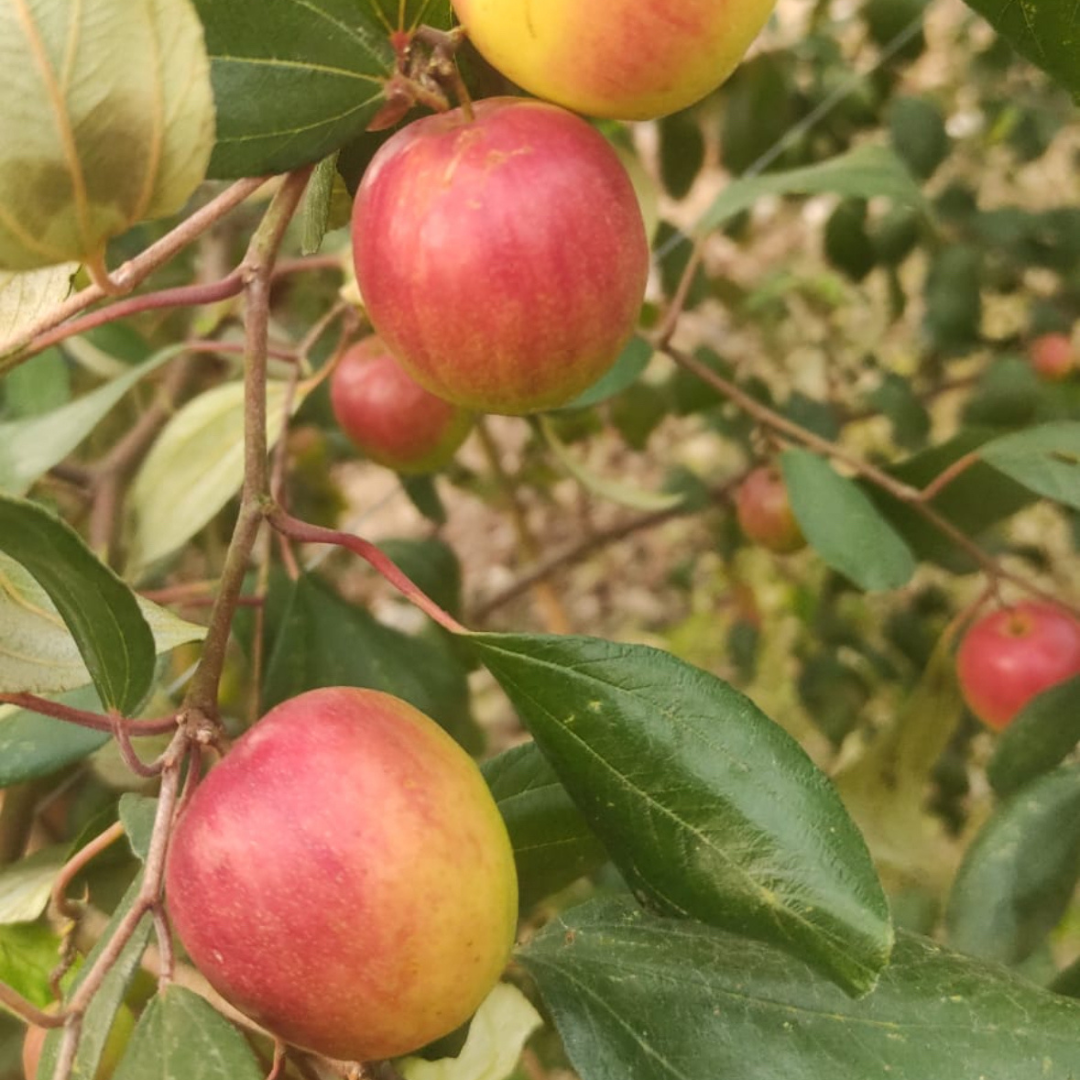 Miss India Apple Ber Jujube Fruit Plant