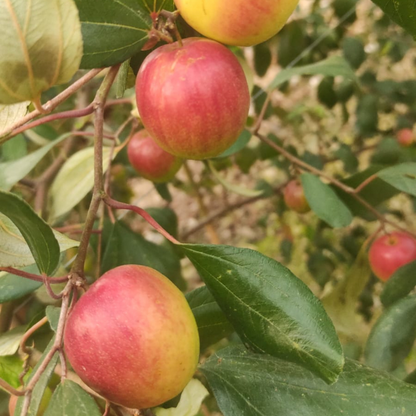 Miss India Apple Ber Jujube Fruit Plant