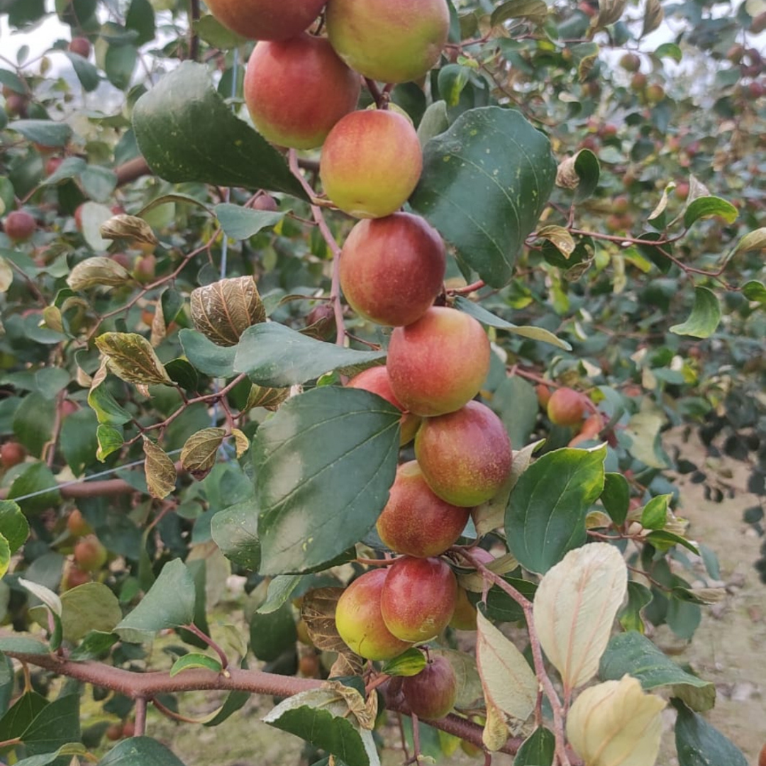 Miss India Apple Ber Jujube Fruit Plant