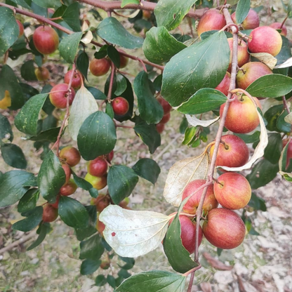 Miss India Apple Ber Jujube Fruit Plant