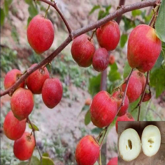 Red Seedless Apple Ber Jujube Fruit Plant
