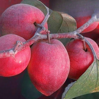 Red Sundari Apple Ber Jujube Fruit Plant