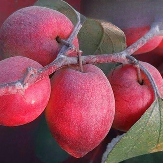 Red Sundari Apple Ber Jujube Fruit Plant