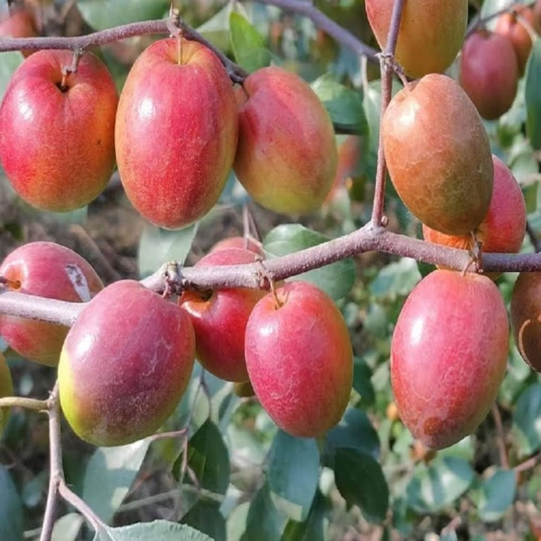 Red Sundari Apple Ber Jujube Fruit Plant