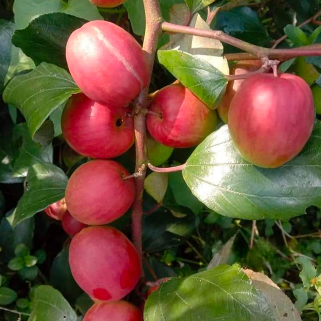 Red Sundari Apple Ber Jujube Fruit Plant
