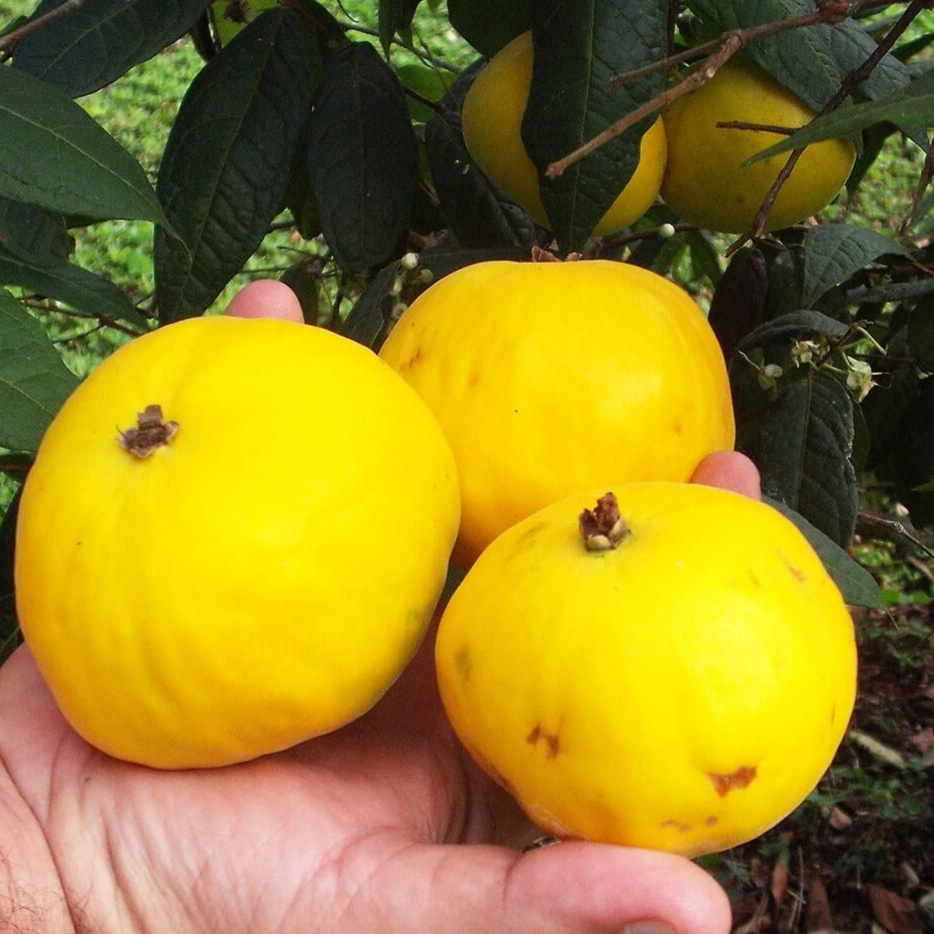 Araza Boi Fruit Plant