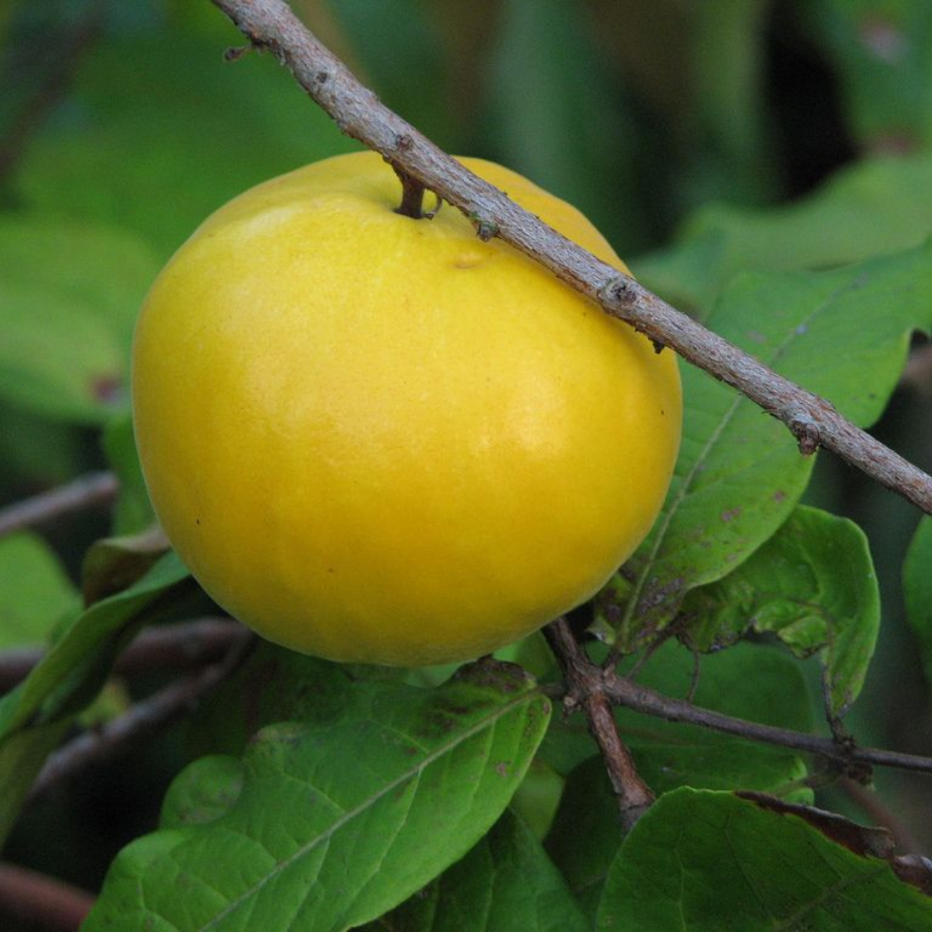 Araza Boi Fruit Plant