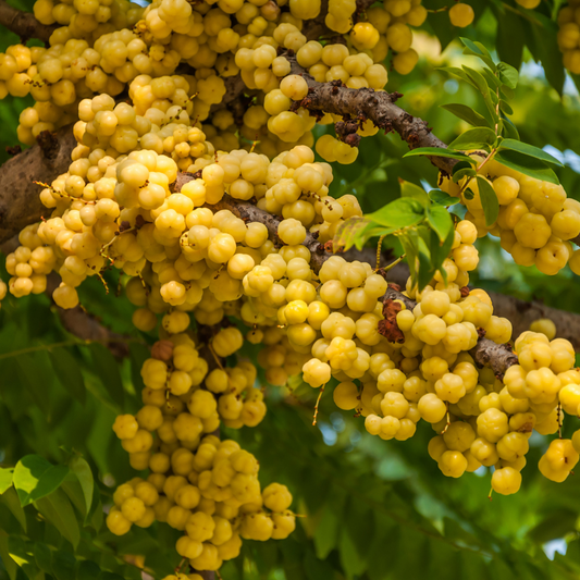 Golden Star Gooseberry Fruit Plant