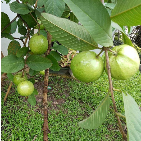Arka Amulya Guava Fruit Plant