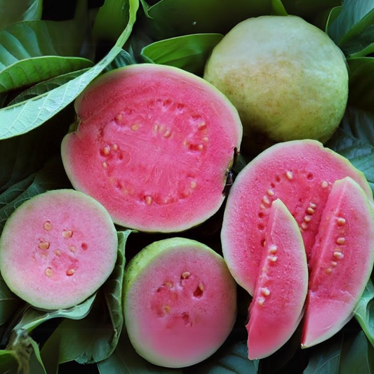 Arka Kiran Guava Fruit Plant