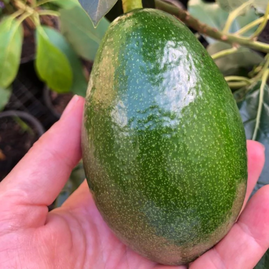 Bacon Avocado Plant